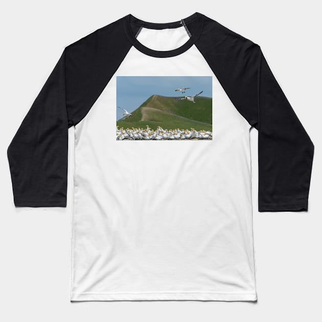 Gannet Colony Baseball T-Shirt by fotoWerner